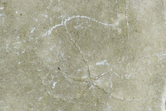 Cretaceous Brittle Star (Geocoma) Fossil - Lebanon #106202